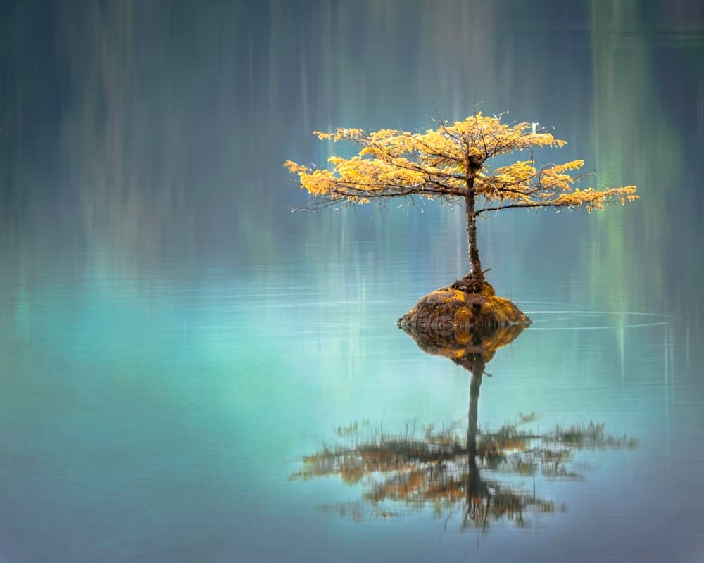 A solitary zen tree silhouetted against a peaceful sky